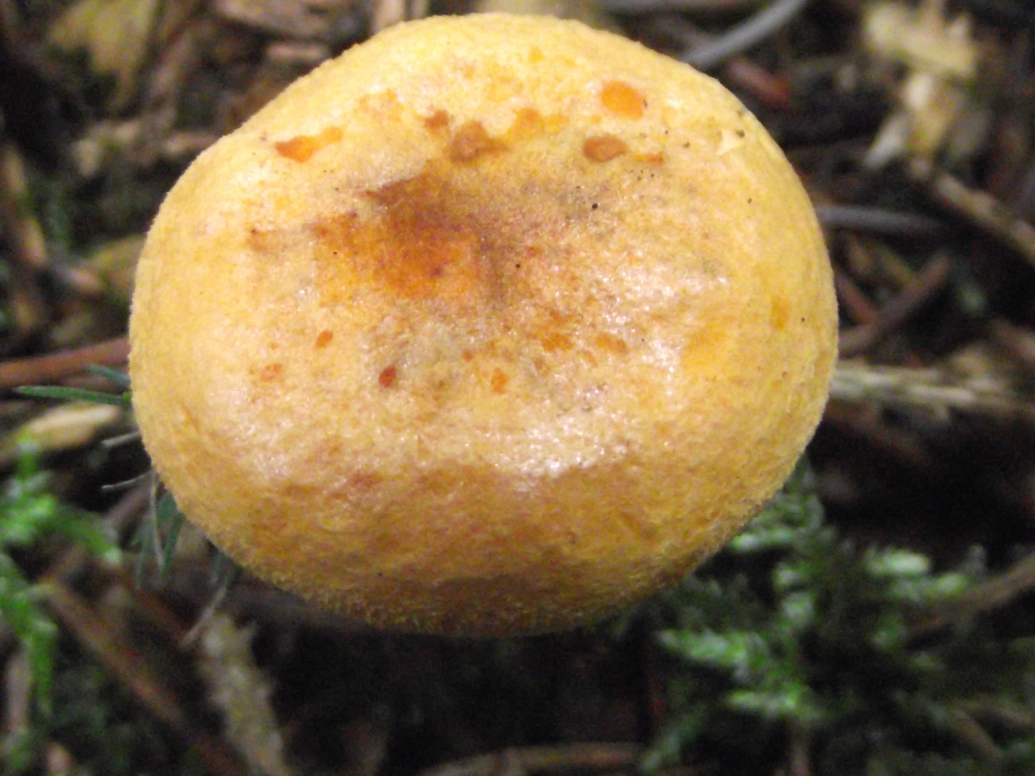Falscher Pfifferling
